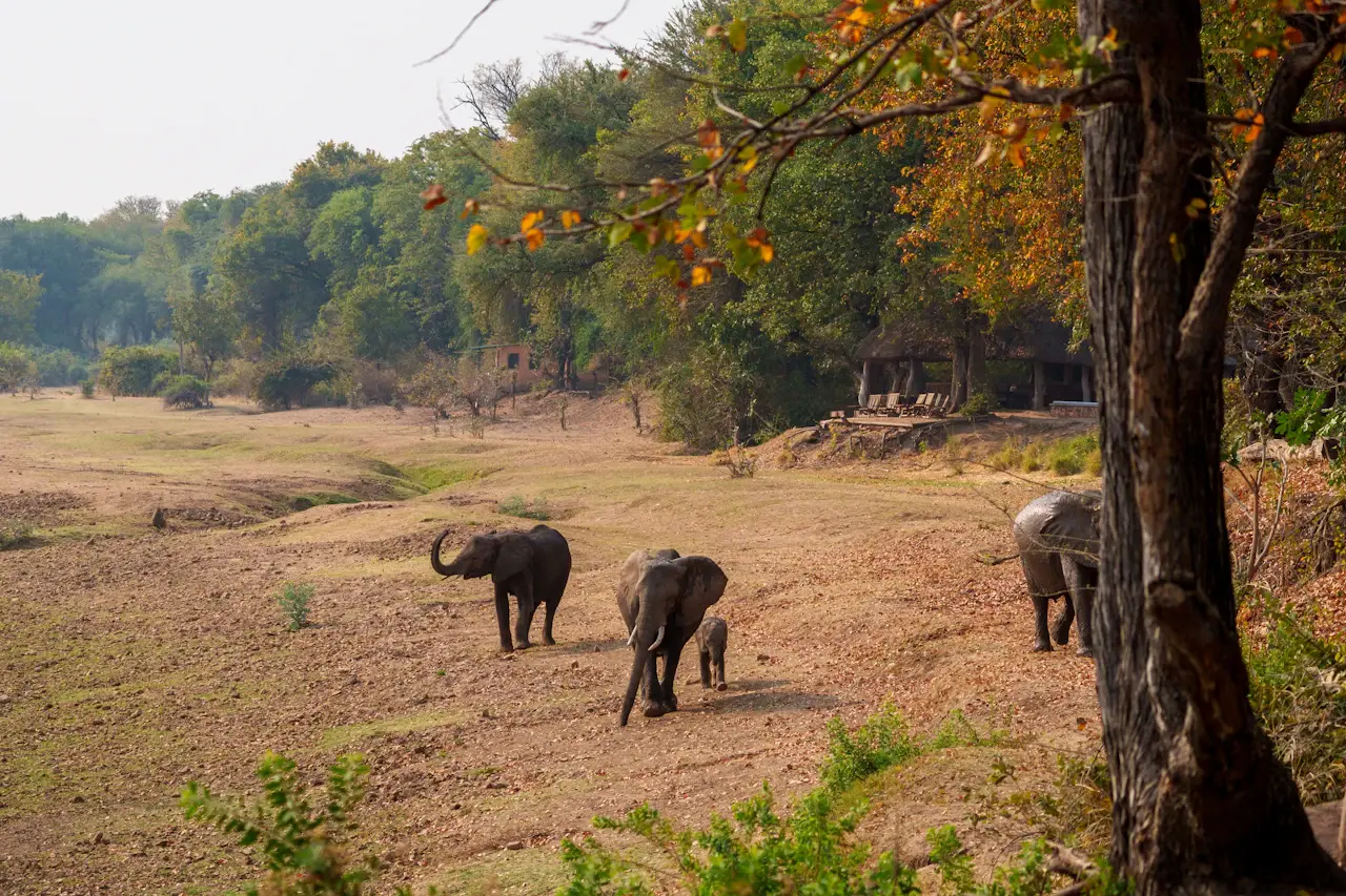 Your neighbor's safari