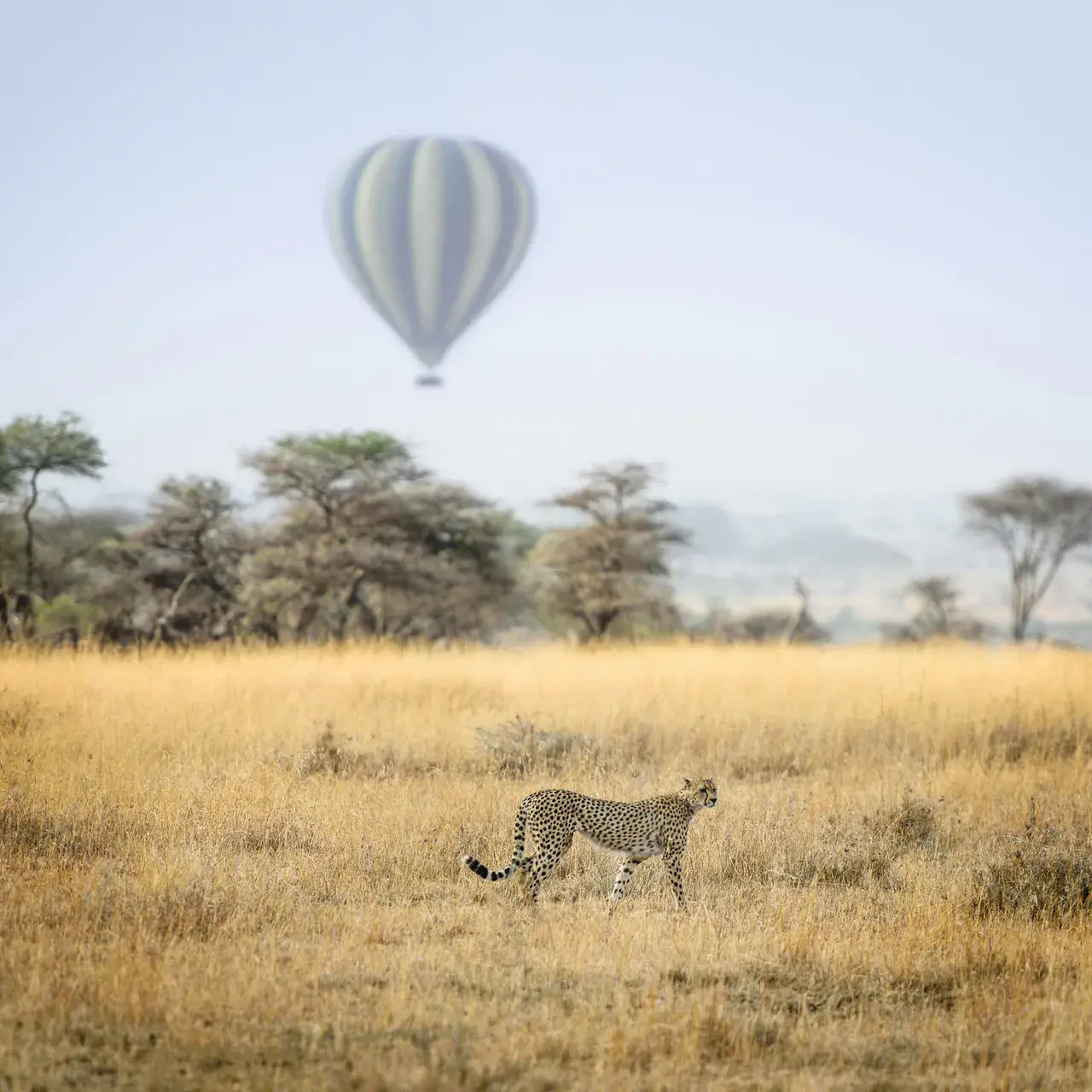 Safari & Expedition